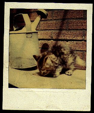 Photo of kitten beside watercan